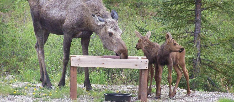 Denali Touch Of Wilderness B&B 希利 外观 照片